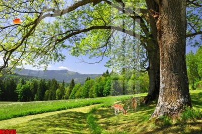 File gốc in ấn File tranh gốc in tranh tường nền tổng hợp H20145 chất lượng vượt trội