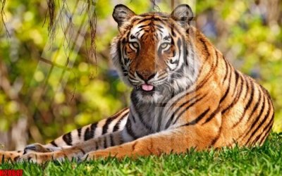 Hình ảnh file gốc File tranh gốc in tranh tường nền tổng hợp H20647 (chất lượng cao)