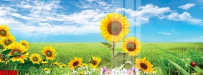 Ảnh gốc File tranh gốc in tranh tường nền tổng hợp H20906 (siêu chi tiết) để in ấn