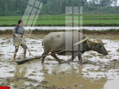 File gốc File tranh gốc in tranh tường nền tổng hợp H20920 (phiên bản chuẩn) để in ấn