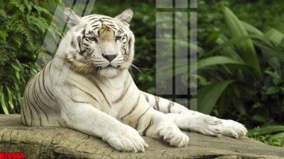 File in trần File tranh gốc in tranh tường nền tổng hợp H20984 (file gốc) chủ đề vũ trụ