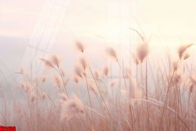 Download file File tranh gốc in tranh tường nền tổng hợp H21430 (gốc) in mica cao cấp