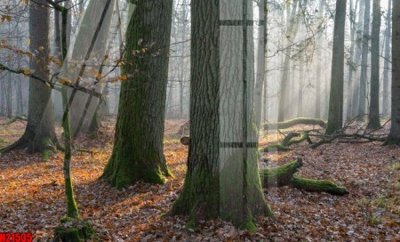 File tranh File tranh gốc in tranh tường nền tổng hợp H21535 (ảnh gốc) in trần 3D