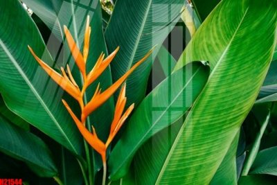 File PSD File tranh gốc in tranh tường nền tổng hợp H21544 (bản gốc) đã tách nền