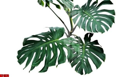 File gốc File tranh gốc in tranh tường nền tổng hợp H21579 (dành cho quảng cáo)