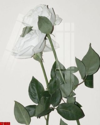 Tải file gốc File tranh gốc in tranh tường nền tổng hợp H21933 (in khổ lớn) không mờ