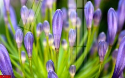 File ảnh File tranh gốc in tranh tường nền tổng hợp H22063 (gốc) in biển hiệu