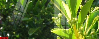 File tranh in trần 3D File tranh gốc in tranh tường nền tổng hợp H22079 (ảnh gốc)