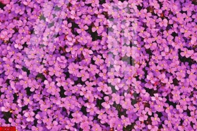 File tranh ảnh gốc File tranh gốc in tranh tường nền tổng hợp H22138 dùng cho in khổ lớn