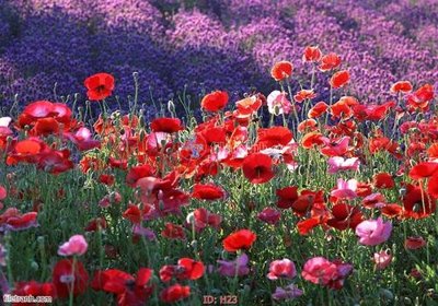 File PSD file tranh hoa H23 (gốc) cho designer