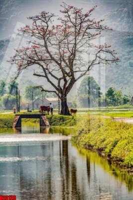 Tải file File tranh gốc in tranh tường nền tổng hợp H23129 (gốc) làm tranh treo tường