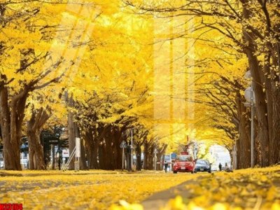 File tranh File tranh gốc in tranh tường nền tổng hợp H23164 (gốc) chủ đề động vật