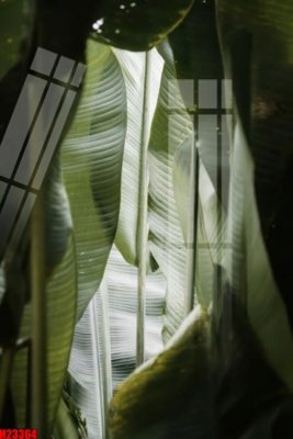 Tải file gốc File tranh gốc in tranh tường nền tổng hợp H23364 (in không vỡ ảnh)