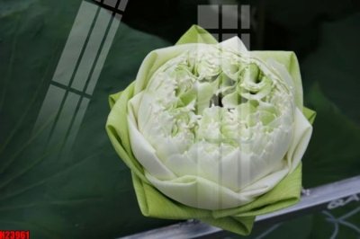 File in mica File tranh gốc in tranh tường nền tổng hợp H23961 (bản gốc) sắc sảo