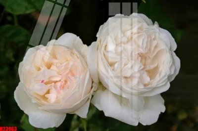 File tranh File tranh gốc in tranh tường nền tổng hợp H23963 (gốc) chủ đề động vật