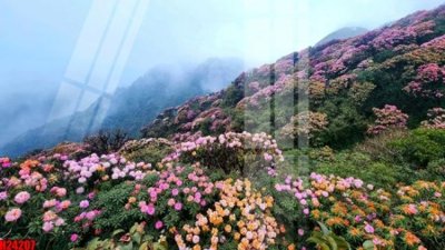 Download file gốc File tranh gốc in tranh tường nền tổng hợp H24207 (in lụa) nghệ thuật