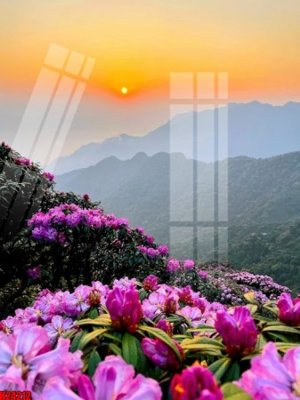 File in trần File tranh gốc in tranh tường nền tổng hợp H24212 (bản gốc) đại dương