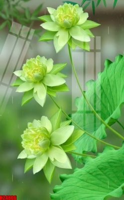 File tranh File tranh gốc in tranh tường nền tổng hợp H24806 (ảnh gốc) in trần xuyên sáng