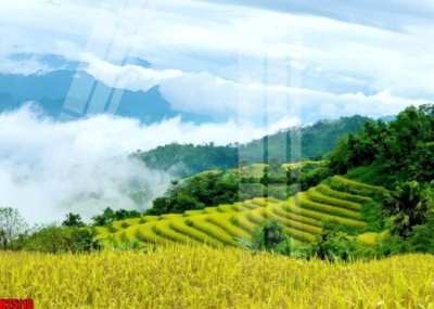 File tranh File tranh gốc in tranh tường nền tổng hợp H25116 (bản gốc) treo tường