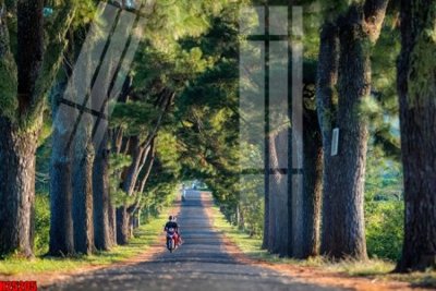 File in ấn File tranh gốc in tranh tường nền tổng hợp H25205 (bản gốc) chất lượng cao