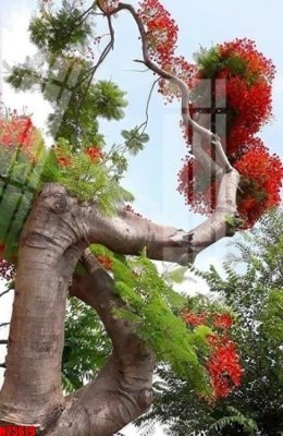 Tải về file gốc File tranh gốc in tranh tường nền tổng hợp H25679 (dùng cho in quảng cáo)