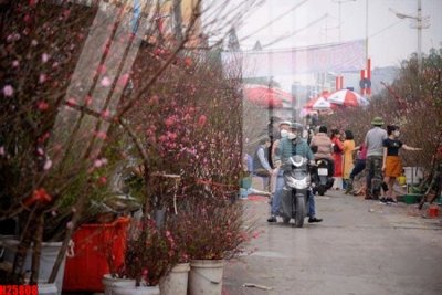 File in trần File tranh gốc in tranh tường nền tổng hợp H25808 (bản gốc) hoa văn