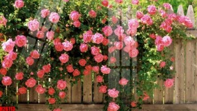 File gốc File tranh gốc in tranh tường nền tổng hợp H26113 (in lụa) cao cấp