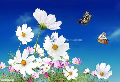 File gốc file tranh hoa H27 (in tráng gương) nghệ thuật