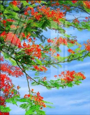 File gốc in ấn File tranh gốc in tranh tường nền tổng hợp H27092 chất lượng vượt trội