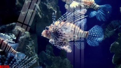 File tranh File tranh gốc in tranh tường nền tổng hợp H27275 (file gốc) chuẩn màu in