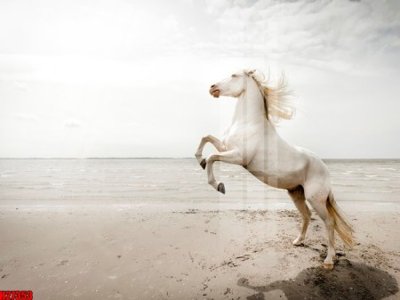 File gốc File tranh gốc in tranh tường nền tổng hợp H27353 (in tráng gương) sang trọng