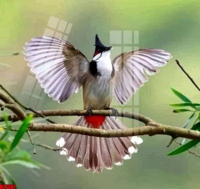 File ảnh File tranh gốc in tranh tường nền tổng hợp H27587 (gốc) cho trang trí nhà hàng