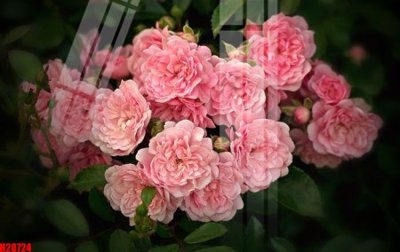 File gốc File tranh gốc in tranh tường nền tổng hợp H28724 (dành cho trang trí nội thất)