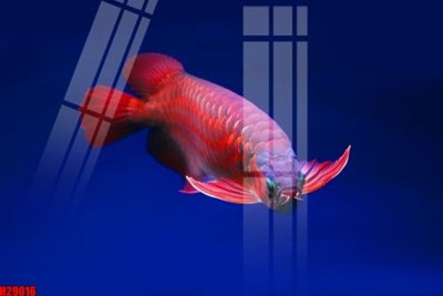 File tranh File tranh gốc in tranh tường nền tổng hợp H29016 (ảnh gốc) in trần nhà