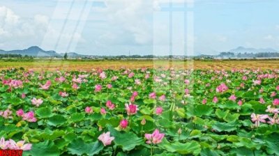 Tệp tin gốc File tranh gốc in tranh tường nền tổng hợp H29527 (dùng cho in ấn) chuyên nghiệp