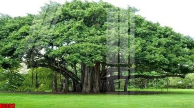 File PSD File tranh gốc in tranh tường nền tổng hợp H29917 (gốc) cho designer