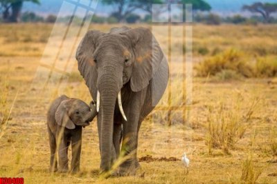 File gốc File tranh gốc in tranh tường nền tổng hợp H30406 (phong cách) châu Âu