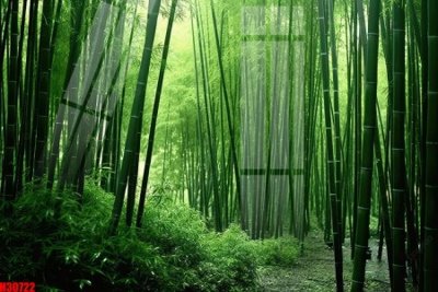 File gốc File tranh gốc in tranh tường nền tổng hợp H30722 (in lụa) cao cấp