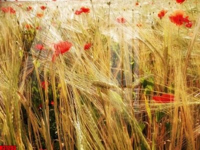 Tải file File tranh gốc in tranh tường nền tổng hợp H31293 (gốc) chủ đề tâm linh