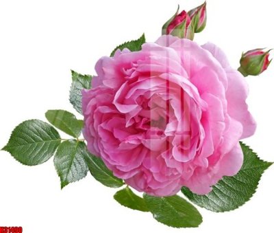 Mua file gốc File tranh gốc in tranh tường nền tổng hợp H31490 (chất lượng) tại Filetranh.com