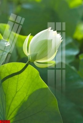 File gốc File tranh gốc in tranh tường nền tổng hợp H31550 (in ấn) màu sắc trung thực