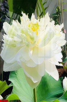 File gốc File tranh gốc in tranh tường nền tổng hợp H31552 (Filetranh.com) File tranh gốc in tranh tường nền tổng hợp H31552