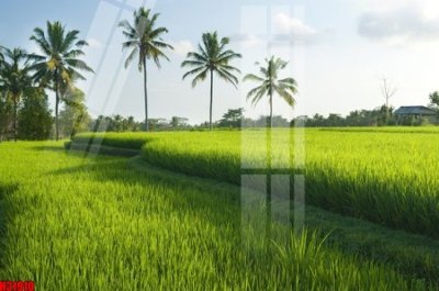 Download file gốc File tranh gốc in tranh tường nền tổng hợp H31910 (in lụa) tranh 3D