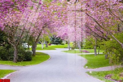 File gốc File tranh gốc in tranh tường nền tổng hợp H31926 (in tráng gương) ốp tường