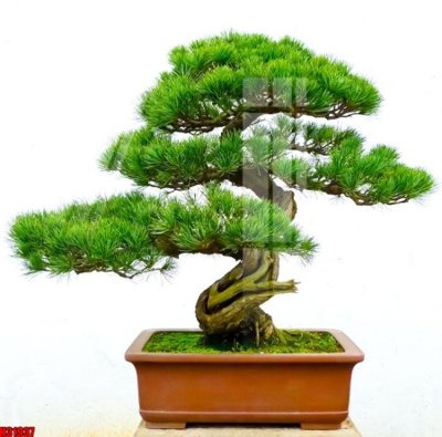 File tranh File tranh gốc in tranh tường nền tổng hợp H31937 (gốc) chủ đề trẻ em