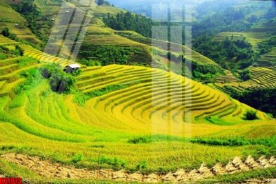 File in trần File tranh gốc in tranh tường nền tổng hợp H31973 (file gốc) hoa văn 3D