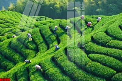 Tải file gốc File tranh gốc in tranh tường nền tổng hợp H31980 (in khổ lớn) không mờ