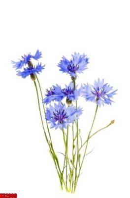 File in trần File tranh gốc in tranh tường nền tổng hợp H32009 (bản gốc 3D) sống động