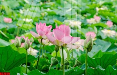 Tải về file gốc File tranh gốc in tranh tường nền tổng hợp H32029 (chuẩn in ấn)