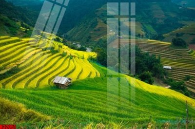 File in mica File tranh gốc in tranh tường nền tổng hợp H32051 (bản gốc) làm vách ngăn